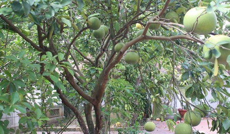 Về thăm nh&agrave; cổ sang trọng của danh h&agrave;i Xu&acirc;n Hinh